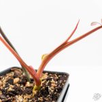 Philodendron 'Brown Beauty' ('Black Billietiae' x 'Florida Beauty') (wk24-K) - Image 6