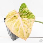 Philodendron Gloriosum Marble Pink Variegated *Type 4* (wk24-UG)