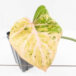 Philodendron