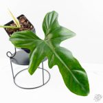 Philodendron 'Golden Dragon' Variegated (wk24-J) - Image 3
