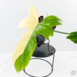 Philodendron 'Golden Dragon' Variegated (wk24-J) - Image 4