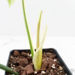Philodendron 'Golden Dragon' Variegated (wk24-J) - Image 5