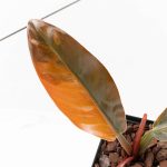 Philodendron 'Imperial Red' Variegated (wk24-UF) - Image 3