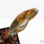 Philodendron 'Imperial Red' Variegated (wk24-UF) - Image 4