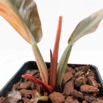 Philodendron 'Imperial Red' Variegated (wk24-UF) - Image 5