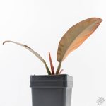 Philodendron 'Imperial Red' Variegated (wk24-UF) - Image 6
