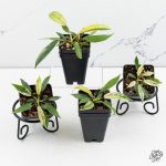 Philodendron Joepii variegated *Grower's Choice* - Image 3