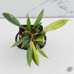 Philodendron Joepii variegated *Grower's Choice*