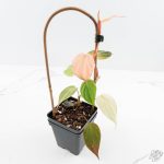 Philodendron micans pink mint variegated  *Grower's Choice* - Image 3