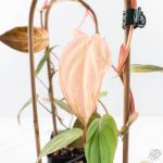 Philodendron micans pink mint variegated  *Grower's Choice*