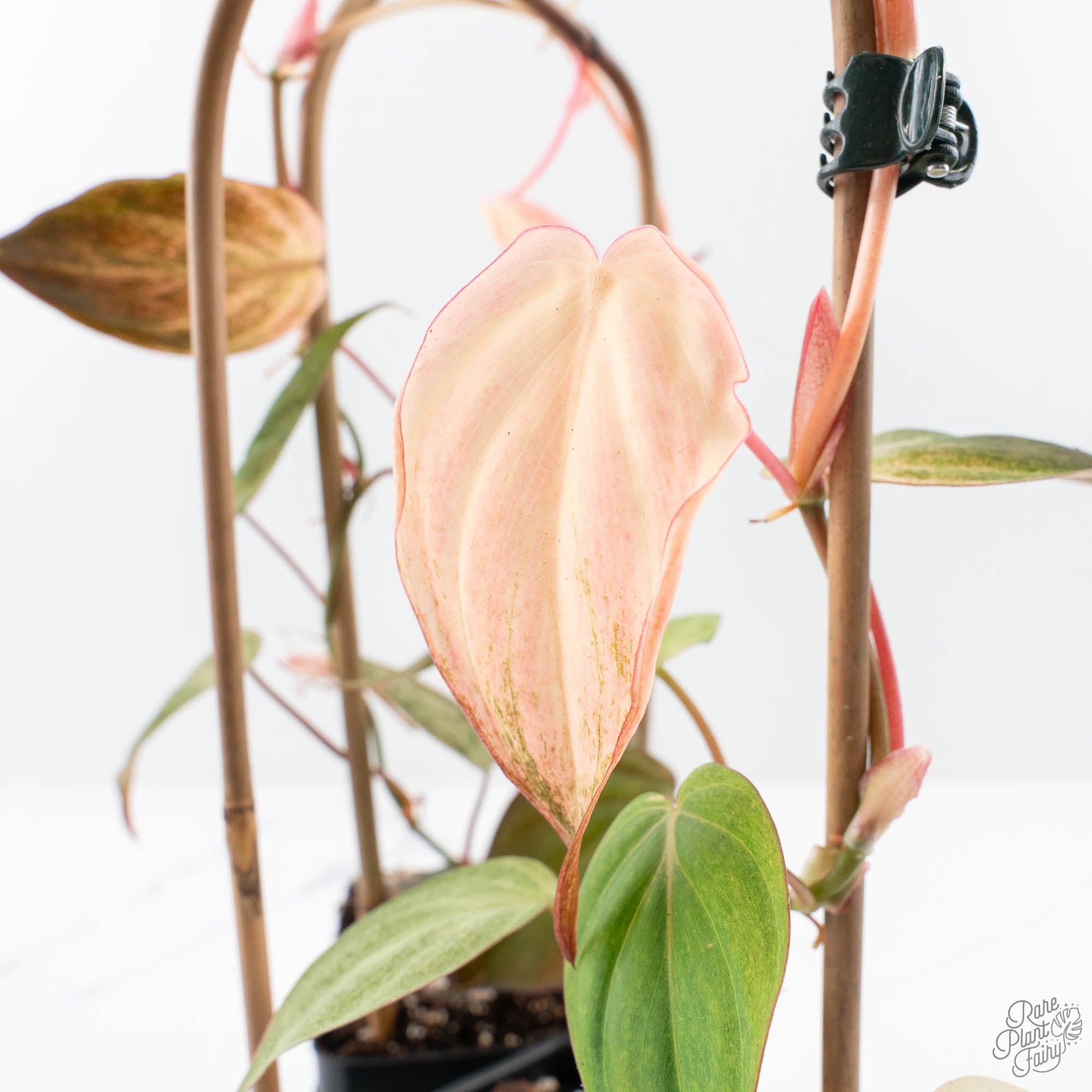 PhilodendronPinkMicans-3-3.jpg Philodendron micans pink mint variegated *Grower's Choice* - Image 1