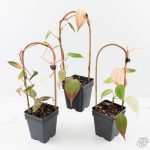 Philodendron micans pink mint variegated  *Grower's Choice* - Image 4