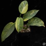 Philodendron 'Silver Sword' variegated *Grower's Choice*