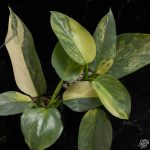 Philodendron 'Silver Sword' variegated *Grower's Choice* - Image 2