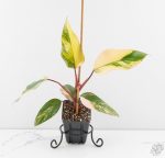 Philodendron 'Strawberry Shake' *Grower's Choice*