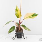 Philodendron 'Strawberry Shake' *Grower's Choice*