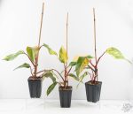 Philodendron 'Strawberry Shake' *Grower's Choice* - Image 3