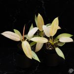 Philodendron 'Whipple Way' *Grower's Choice*