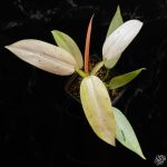 Philodendron 'Whipple Way' *Grower's Choice* - Image 2