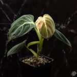 Philodendron melanochrysum variegated *Grower's Choice* - Image 5