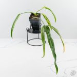 Philodendron holtonianum variegated *Grower's Choice*