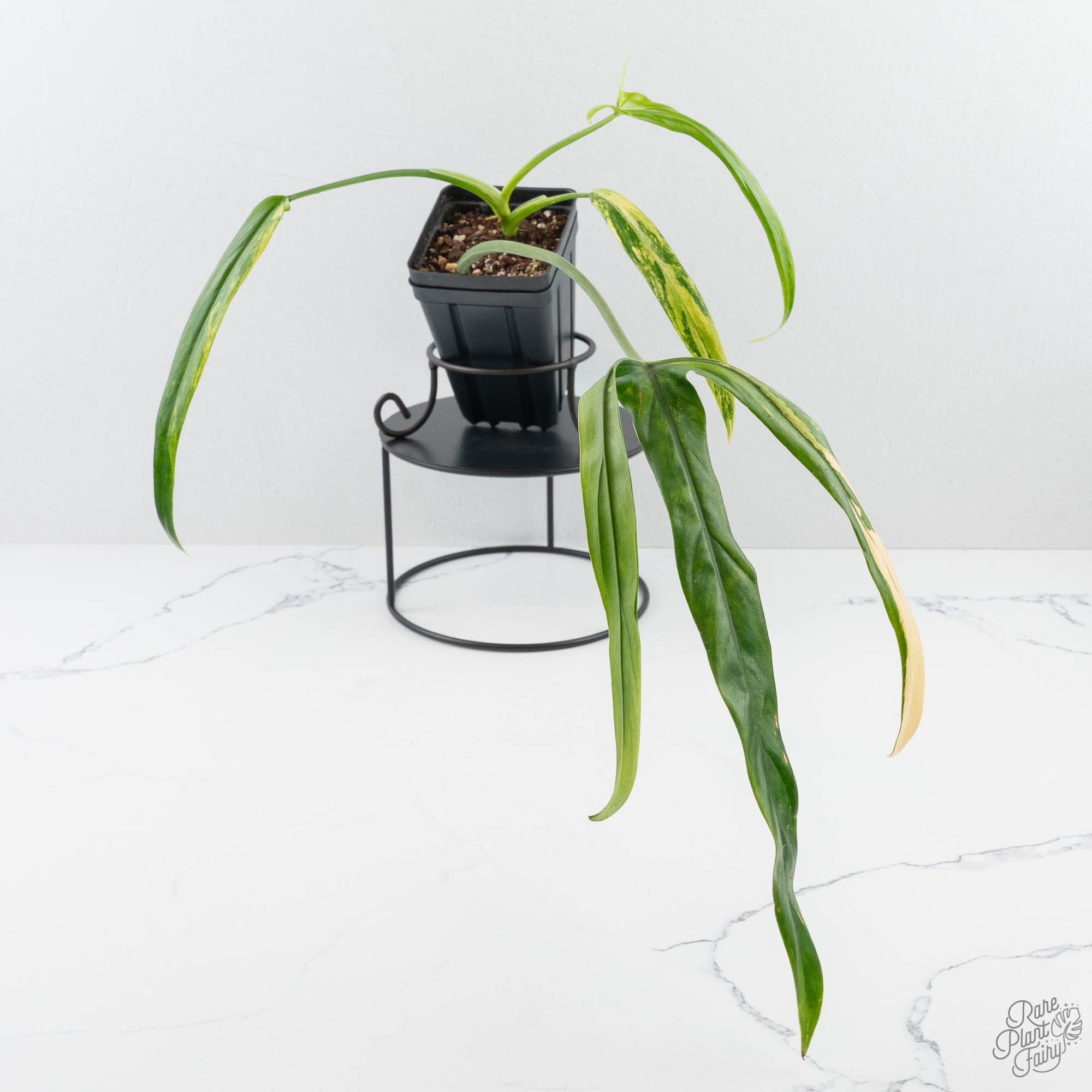 Philodendronholtonianumtopshot-3-3.jpg Philodendron holtonianum variegated *Grower's Choice* - Image 1