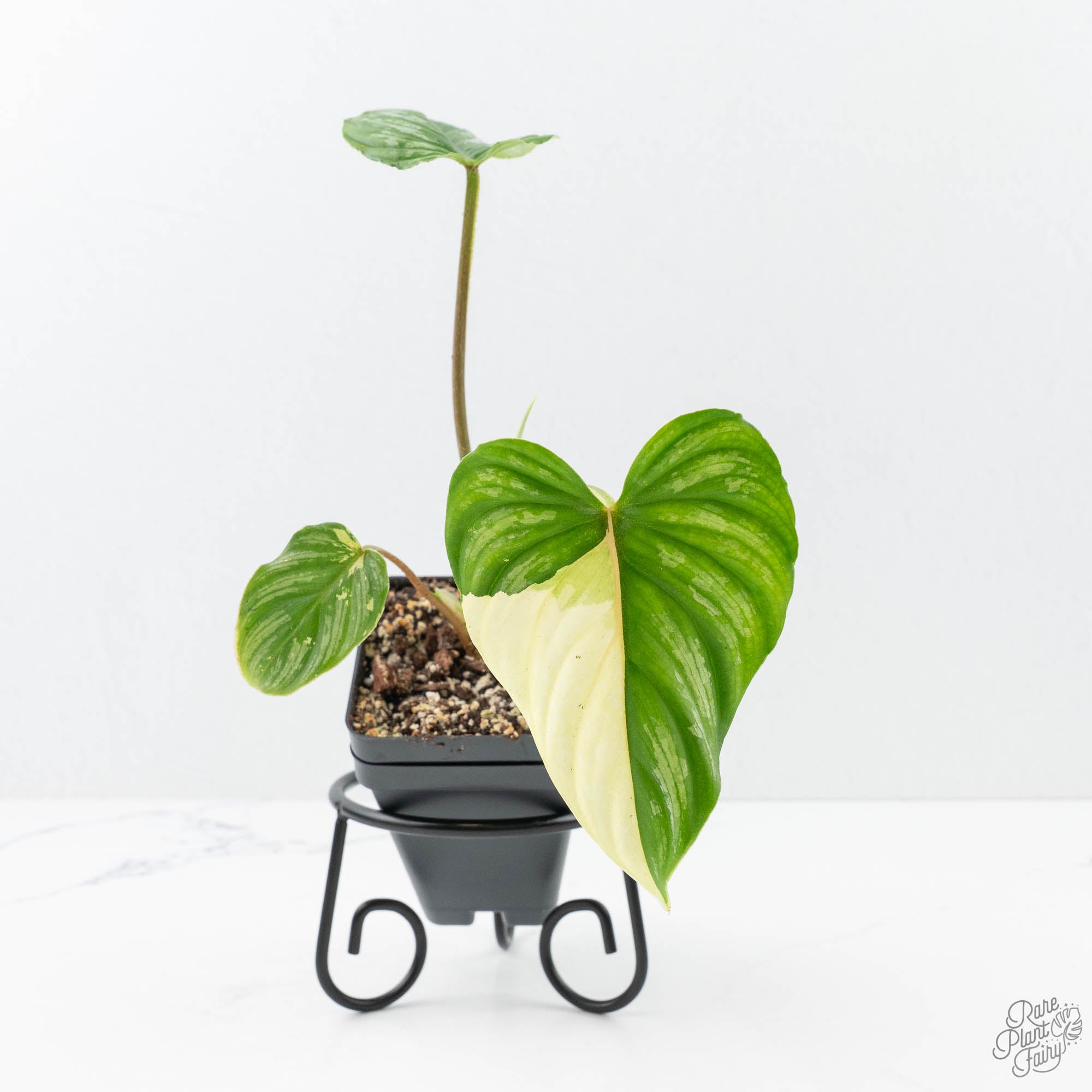 Philodendronmameialbovariegated-2-3.jpg Philodendron mamei albo variegated *Grower's Choice* - Image 1