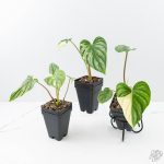 Philodendron mamei albo variegated *Grower's Choice* - Image 3