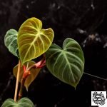 Rare Philodendron plants for sale