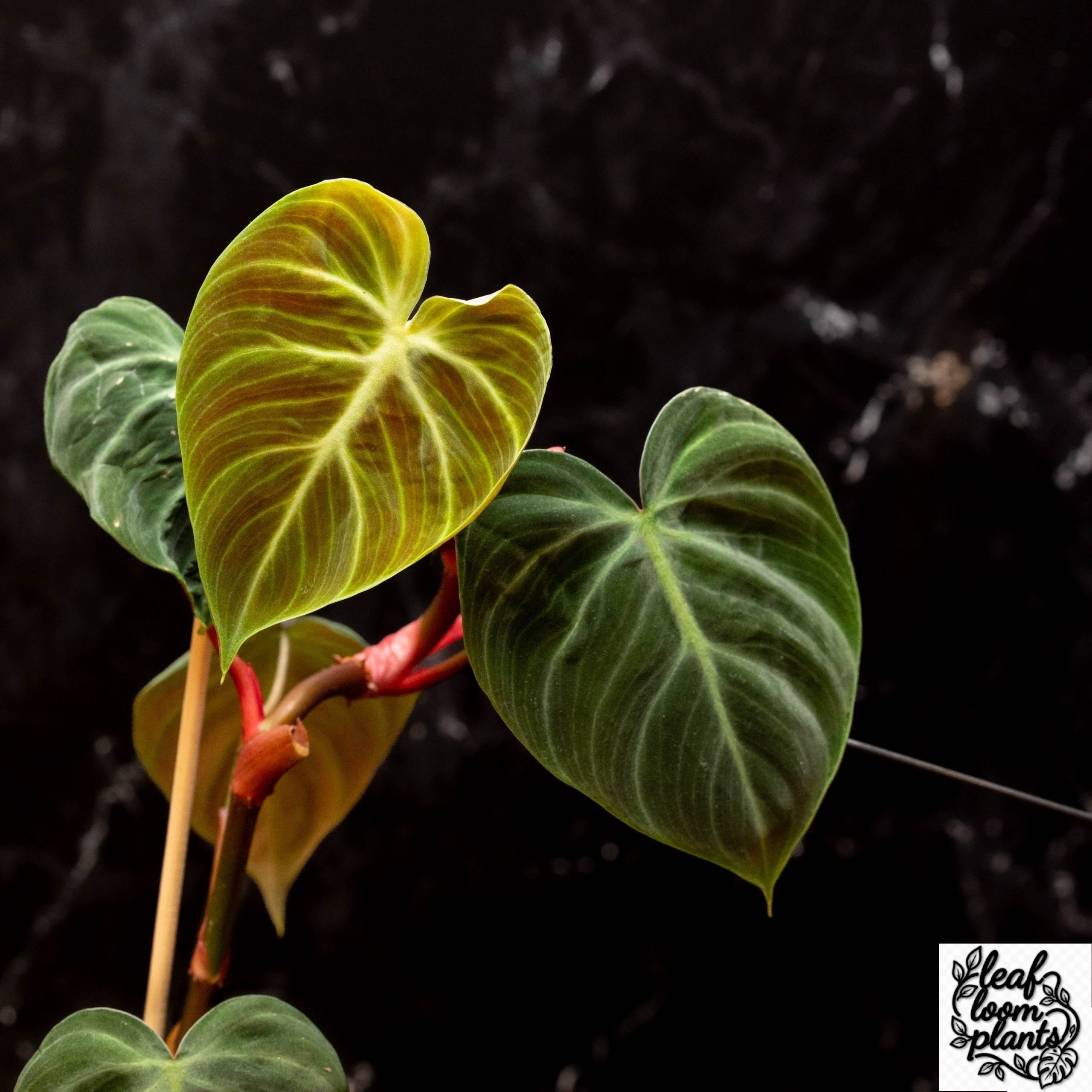 Rare Philodendron plants for sale