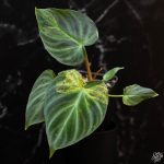 Philodendron verrucosum variegated *Grower's Choice* - Image 3