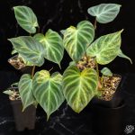 Philodendron verrucosum variegated *Grower's Choice*