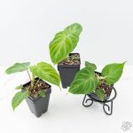 Philodendron verrucosum x serpens *Grower's Choice* - Image 2