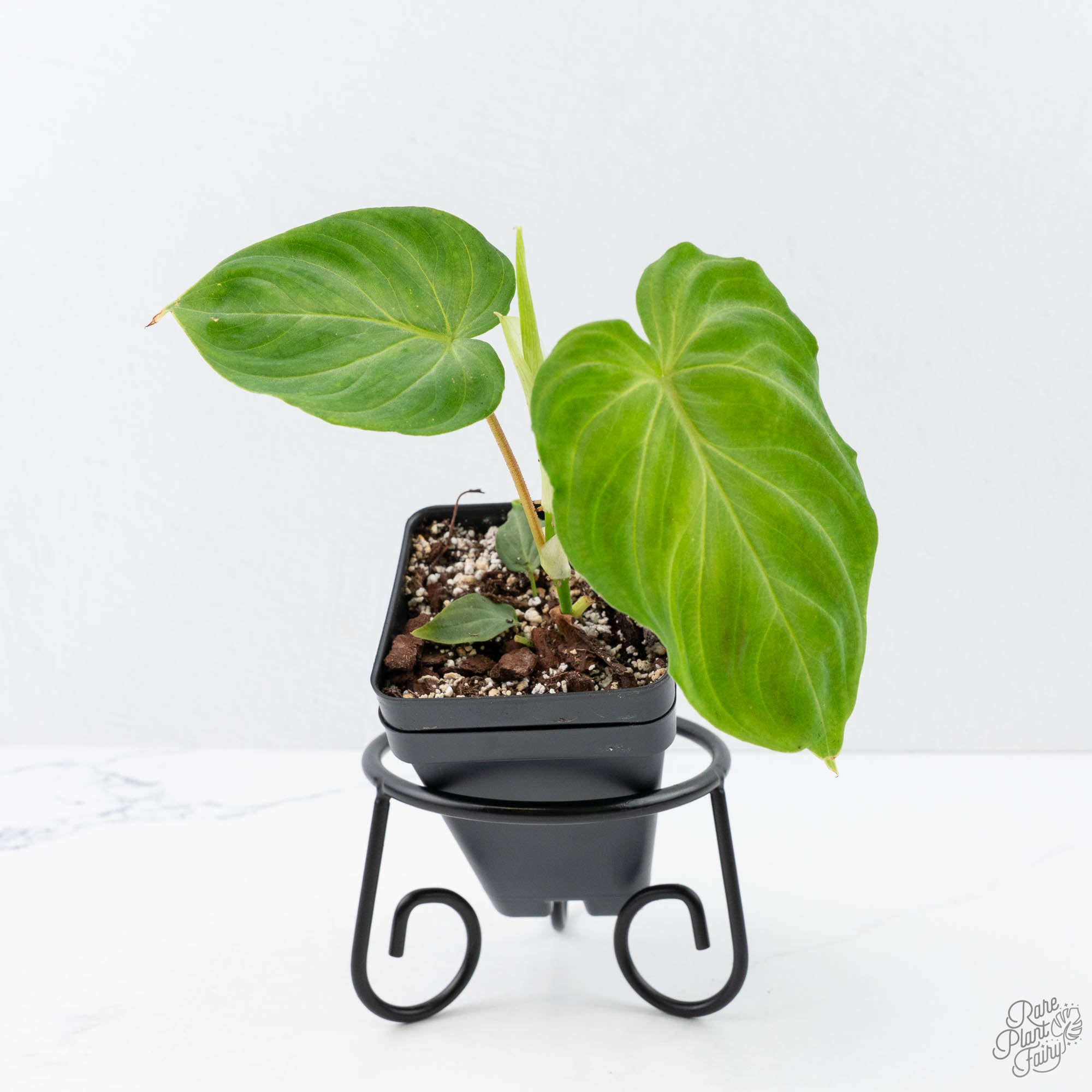 Philodendronverrucosumxserpenstopshot-1-3.jpg Philodendron verrucosum x serpens *Grower's Choice* - Image 1