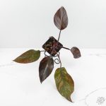 Philodendron 'Orange Princess' *Grower's Choice* - Image 5