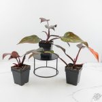 Philodendron 'Orange Princess' *Grower's Choice* - Image 6