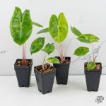 Alocasia 'Pink Dragon' Aurea Variegated *Grower's Choice*