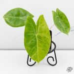 Alocasia 'Pink Dragon' Aurea Variegated *Grower's Choice* - Image 2