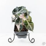 Alocasia 'Polly Pink Snowflake' variegated *Grower's Choice* - Image 6