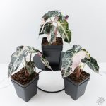 Alocasia 'Polly Pink Snowflake' variegated *Grower's Choice* - Image 8