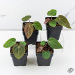 Anthurium NSE Red Crystal x Antolakii *Growers Choice* - Image 3