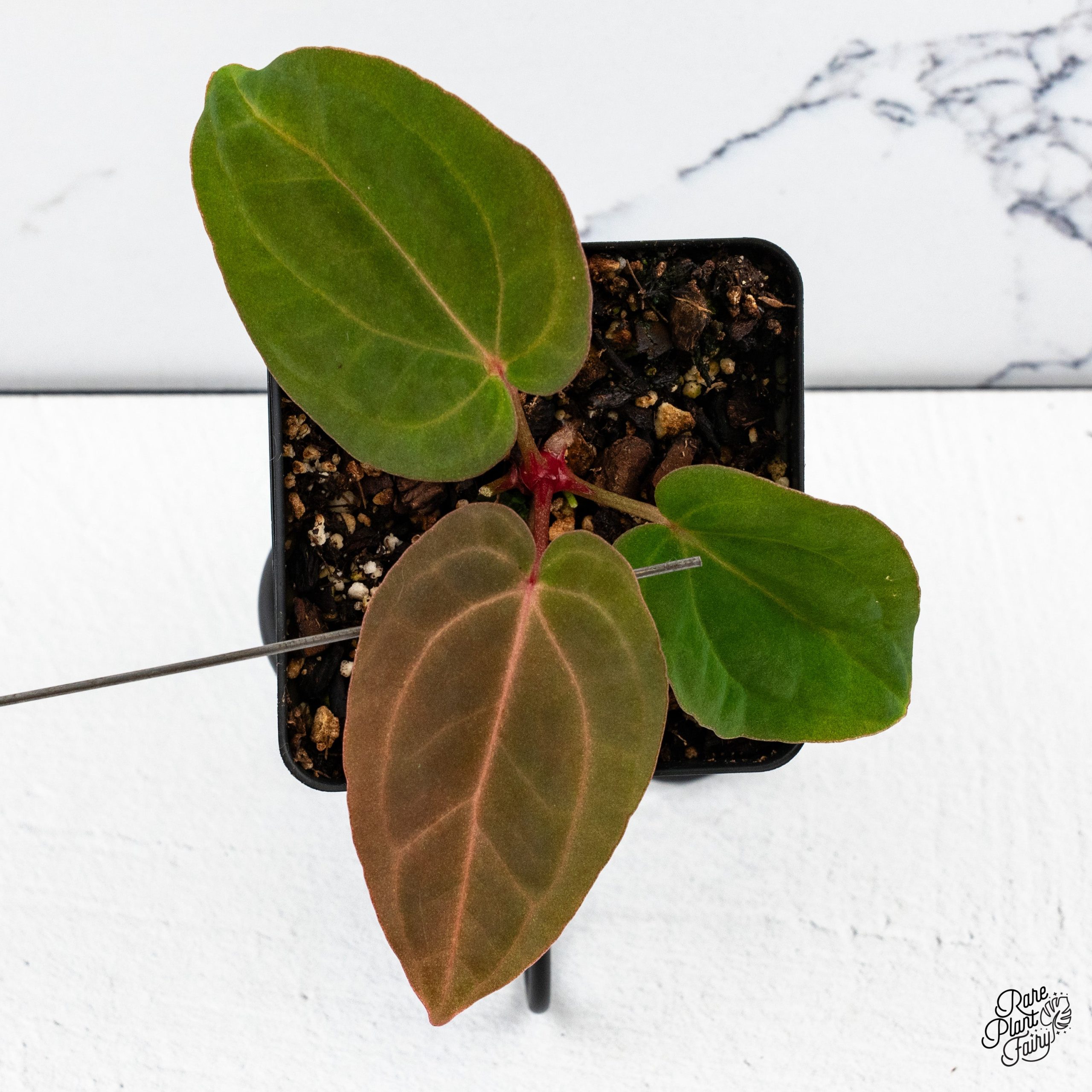 RCxBVEP_Grower_sChoice_2025-11-07_WEEK45_-2-3.jpg Anthurium NSE Red Crystal x Antolakii *Growers Choice* - Image 1