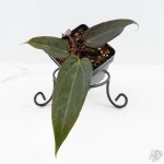 Anthurium Red Velvet Cake '24' x Dark & Handsome '9' by DocBlock®  (wk24-M)