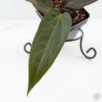 Anthurium Red Velvet Cake '24' x Dark & Handsome '9' by DocBlock®  (wk24-M) - Image 3