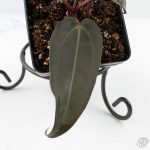 Anthurium Red Velvet Cake '24' x Dark & Handsome '9' by DocBlock®  (wk24-M) - Image 4