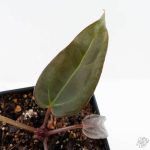 Anthurium Red Velvet Cake '24' x Dark & Handsome '9' by DocBlock®  (wk24-M) - Image 5