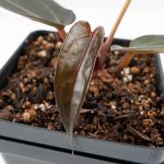 Anthurium Red Velvet Cake '24' x Dark & Handsome '9' by DocBlock®  (wk24-M) - Image 6