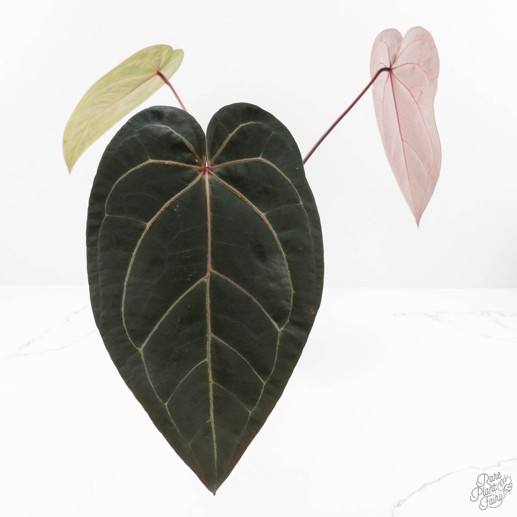 RedVelvetCake24xZara29-24D-2_73056353-62e5-4f4b-bf11-f03b37c57952-3.jpg Anthurium Red Velvet Cake '24' x Zara '29' by DocBlock® (wk24-D) - Image 1