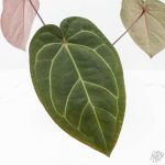 Anthurium Red Velvet Cake '24' x Zara '29' by DocBlock® (wk24-D) - Image 5