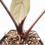 Anthurium Red Velvet Cake '24' x Zara '29' by DocBlock® (wk24-D) - Image 6
